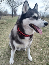 Carregar imagem no visualizador da galeria, Coleira Premium - Alta Qualidade