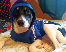 Carregar imagem no visualizador da galeria, Adidog-Roupa para Cão
