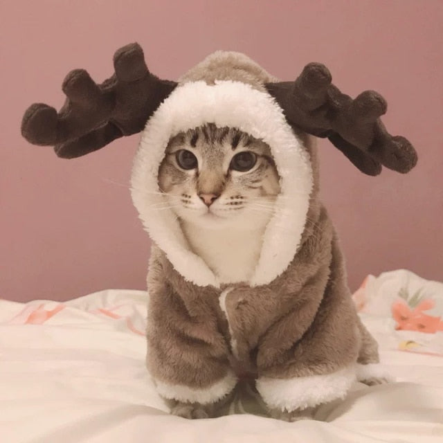 Gato Rena - Inverno