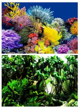 Carregar imagem no visualizador da galeria, Aquário-Decoração de Fundo
