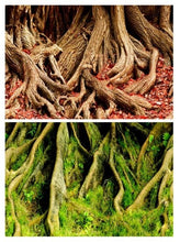 Carregar imagem no visualizador da galeria, Aquário-Decoração de Fundo

